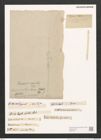Synedra acus Kuetz. (de-Toni-Nr.: Genus 66, Species 2590) Zeichnungen Sammlung Grunow (NHMW-BOT-W0373647)